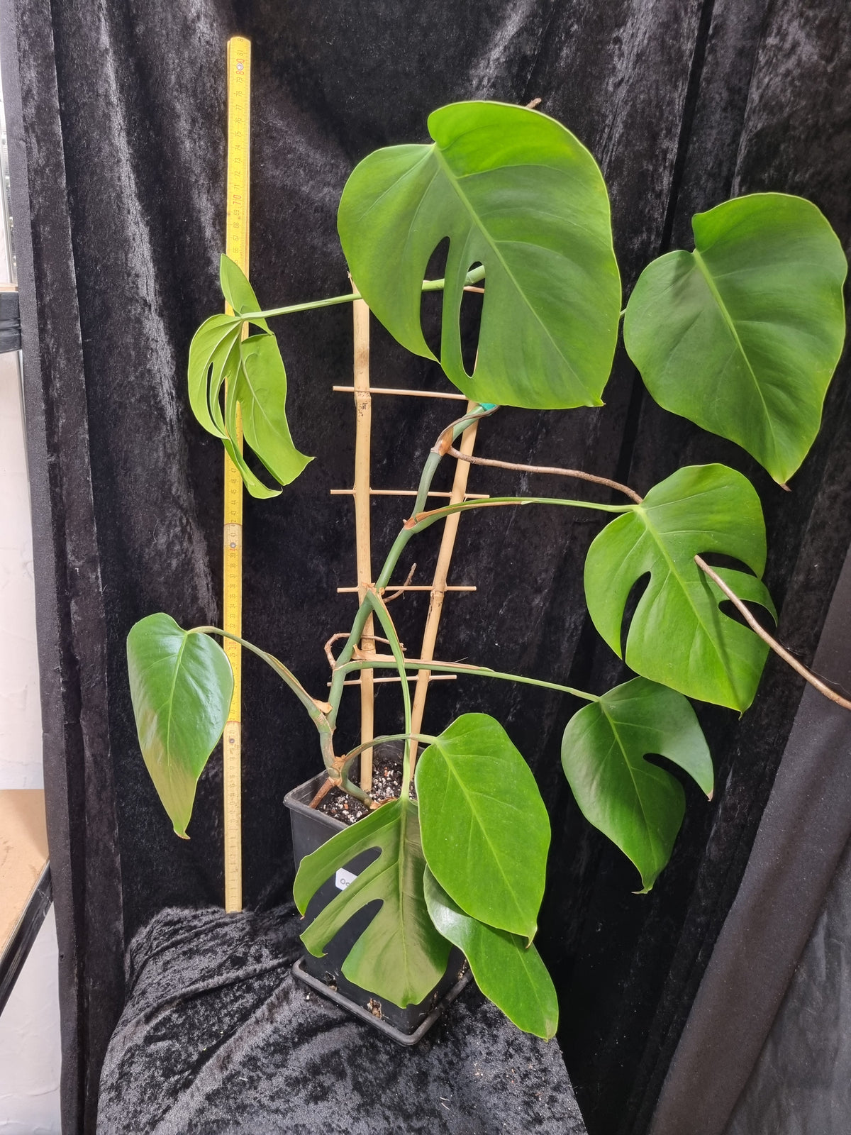 Monstera Deliciosa Big Plant
