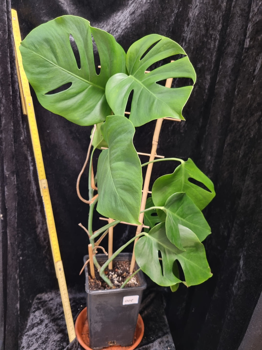 Monstera Deliciosa Big Plant