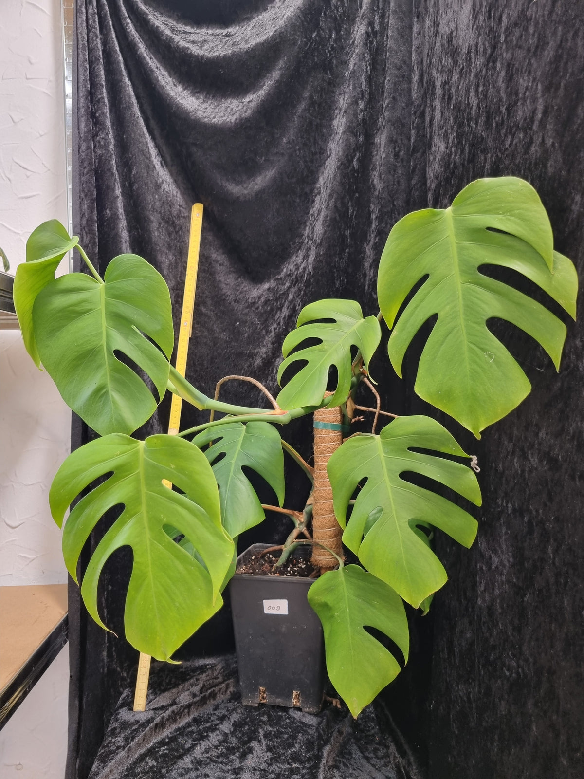 Monstera Deliciosa Big Plant