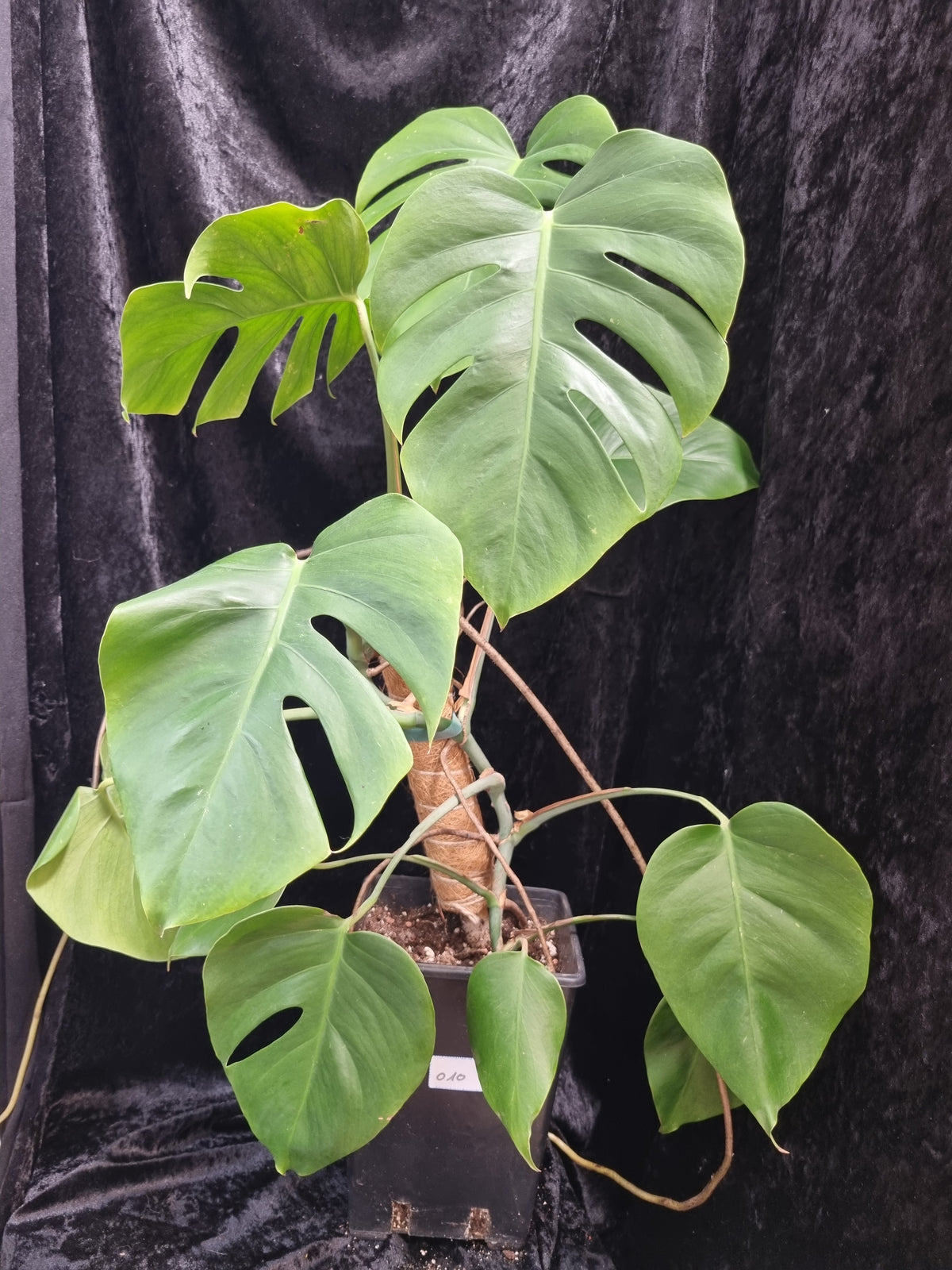 Monstera Deliciosa Big Plant
