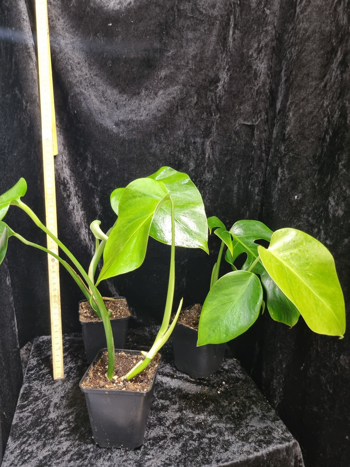 Monstera Deliciosa  variigata Jungpfanze
