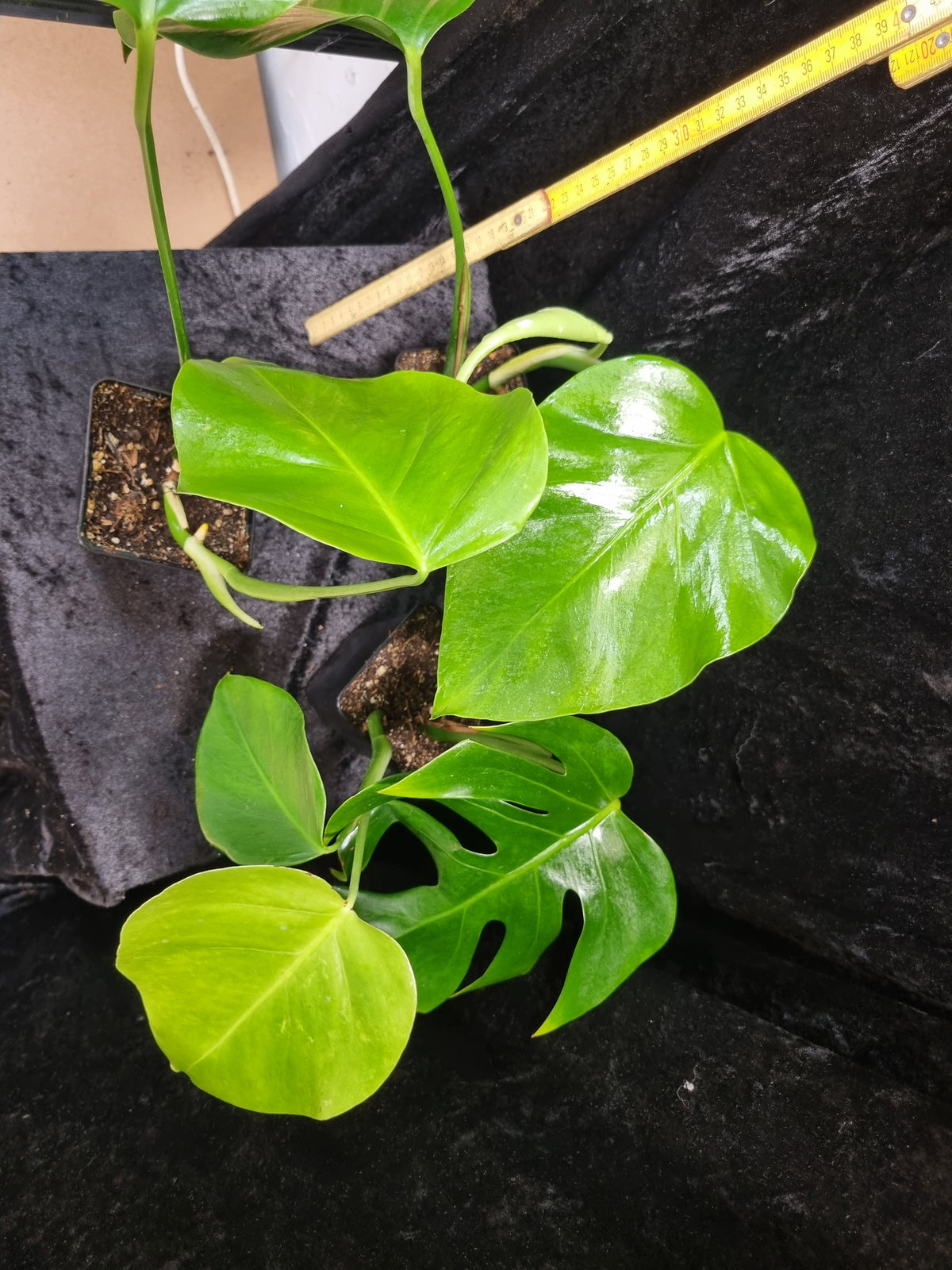 Monstera Deliciosa  variigata Jungpfanze
