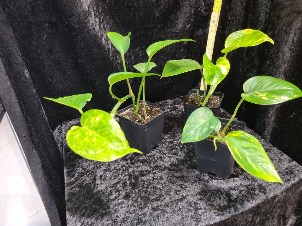 Epipremnum aureum 'Jade' | Jungpflanze | Kräftig bewurzelt | Leafward