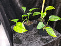 Epipremnum aureum 'Jade' | Jungpflanze | Kräftig bewurzelt | Leafward