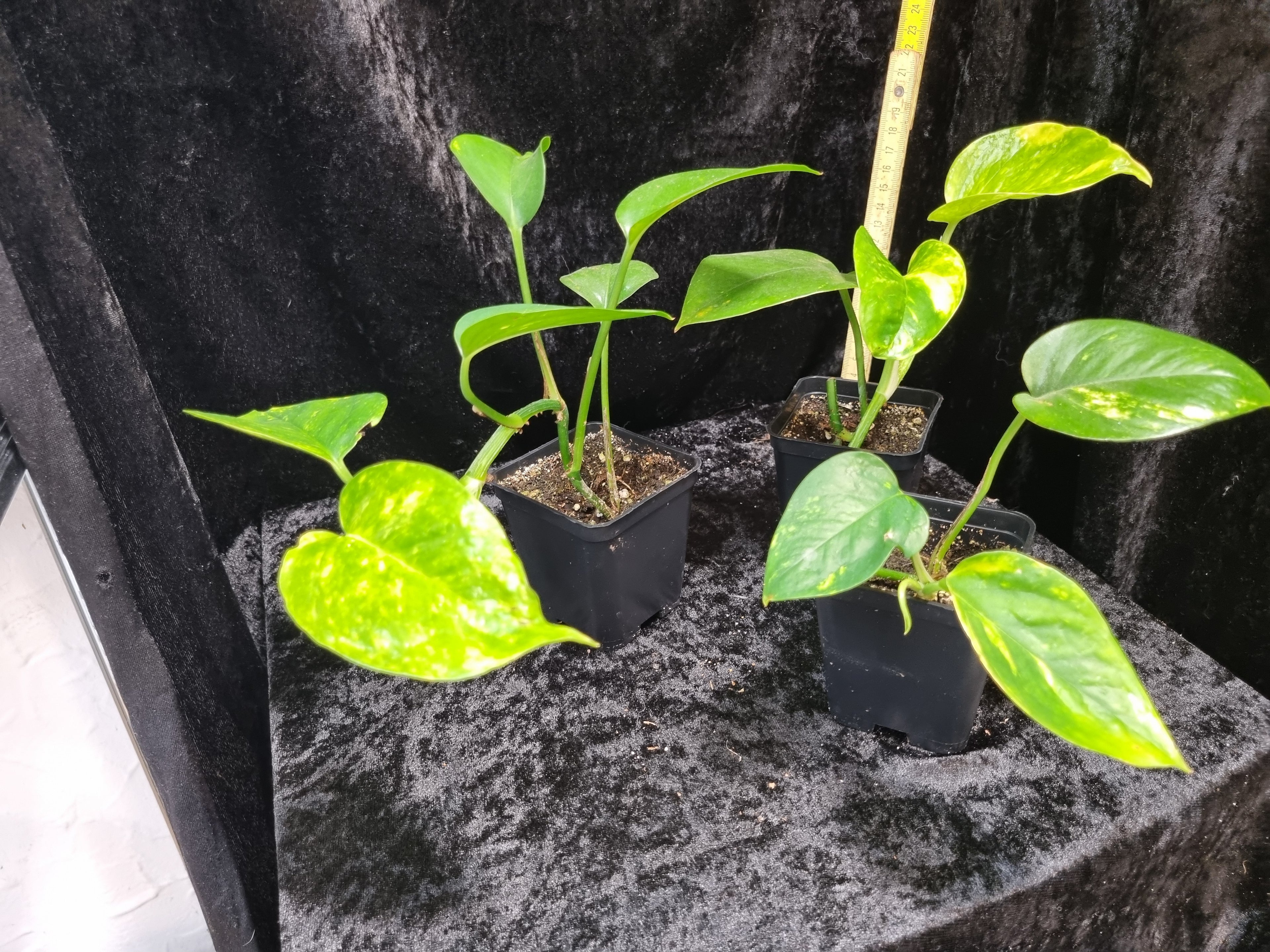 Epipremnum aureum 'Jade' | Jungpflanze | Kräftig bewurzelt | Leafward