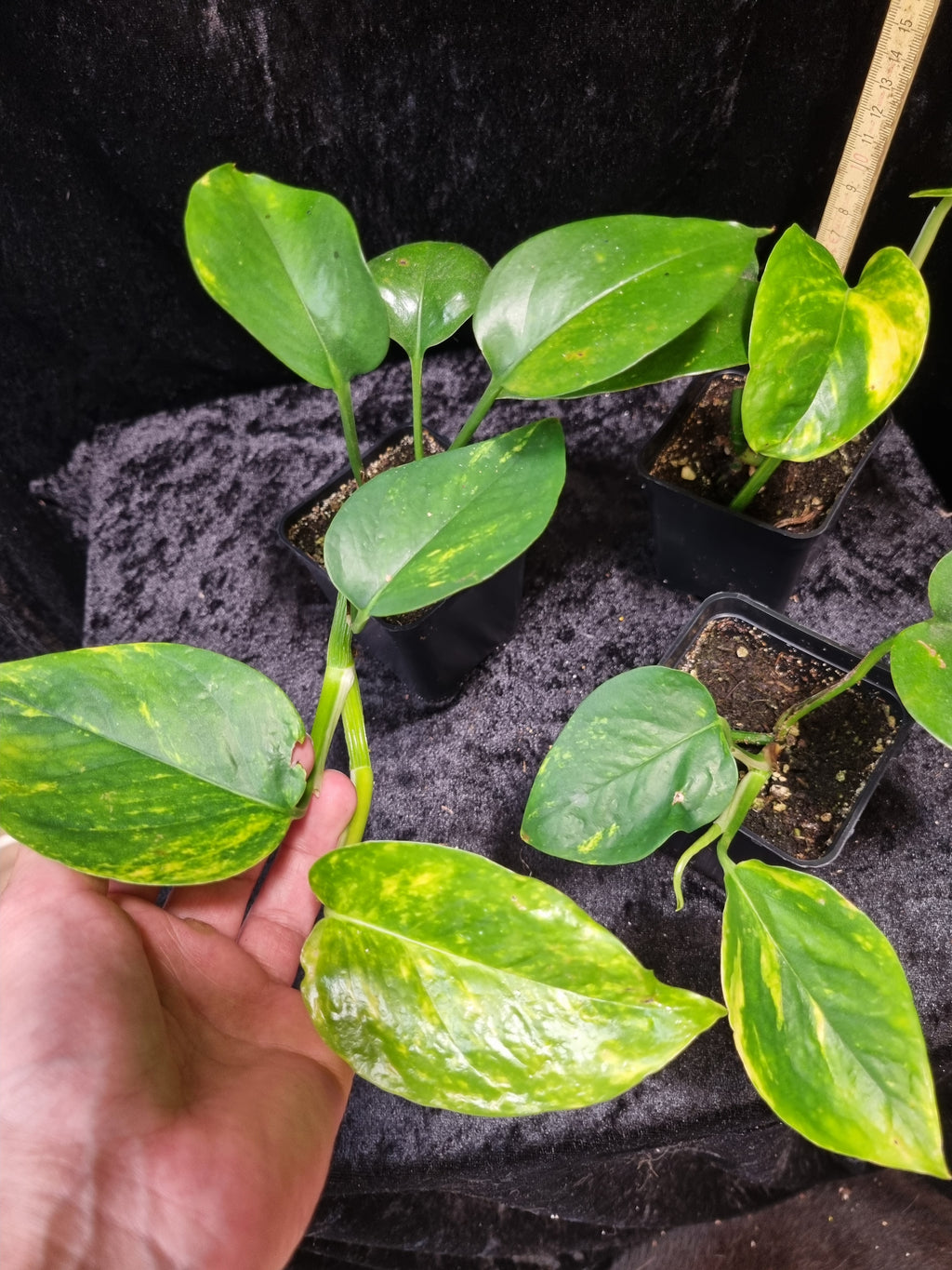 Epipremnum aureum 'Jade' | Jungpflanze | Kräftig bewurzelt | Leafward