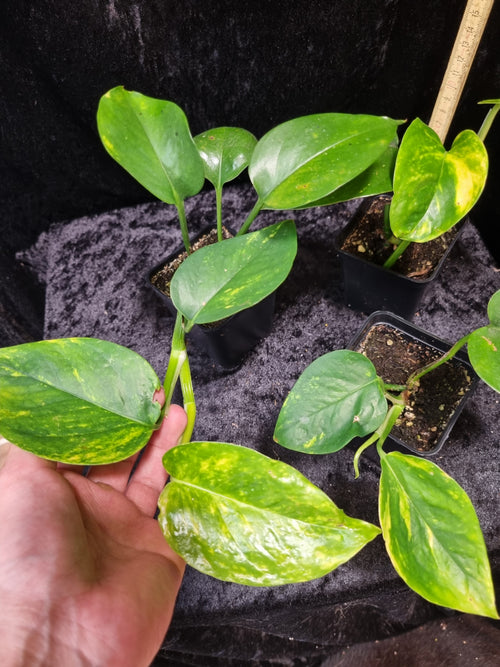 Epipremnum aureum 'Jade' | Jungpflanze | Kräftig bewurzelt | Leafward