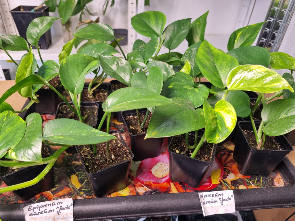 Epipremnum aureum 'Jade' | Jungpflanze | Kräftig bewurzelt | Leafward
