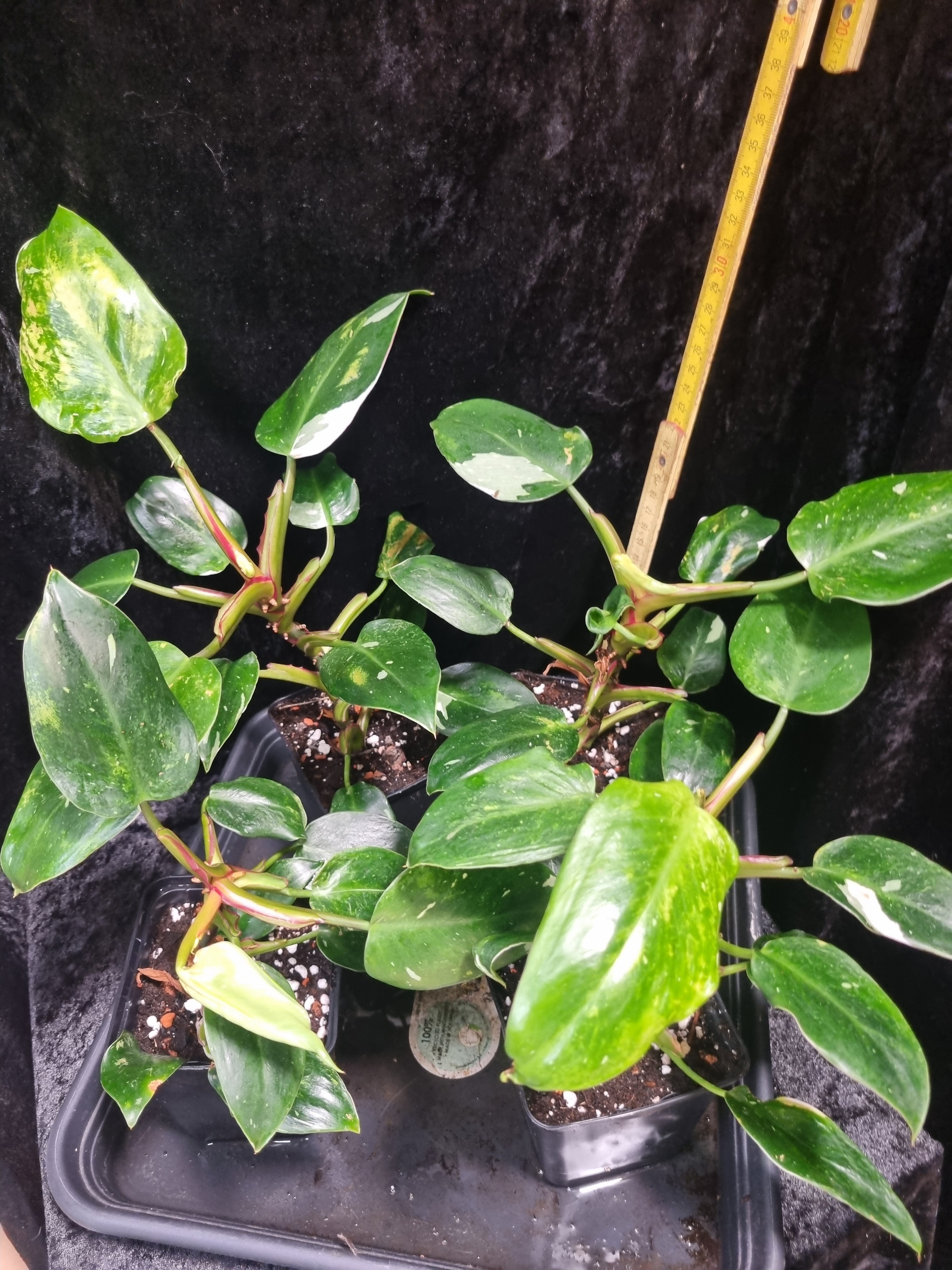 Philodendron White Princess