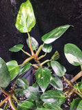 Philodendron White Princess