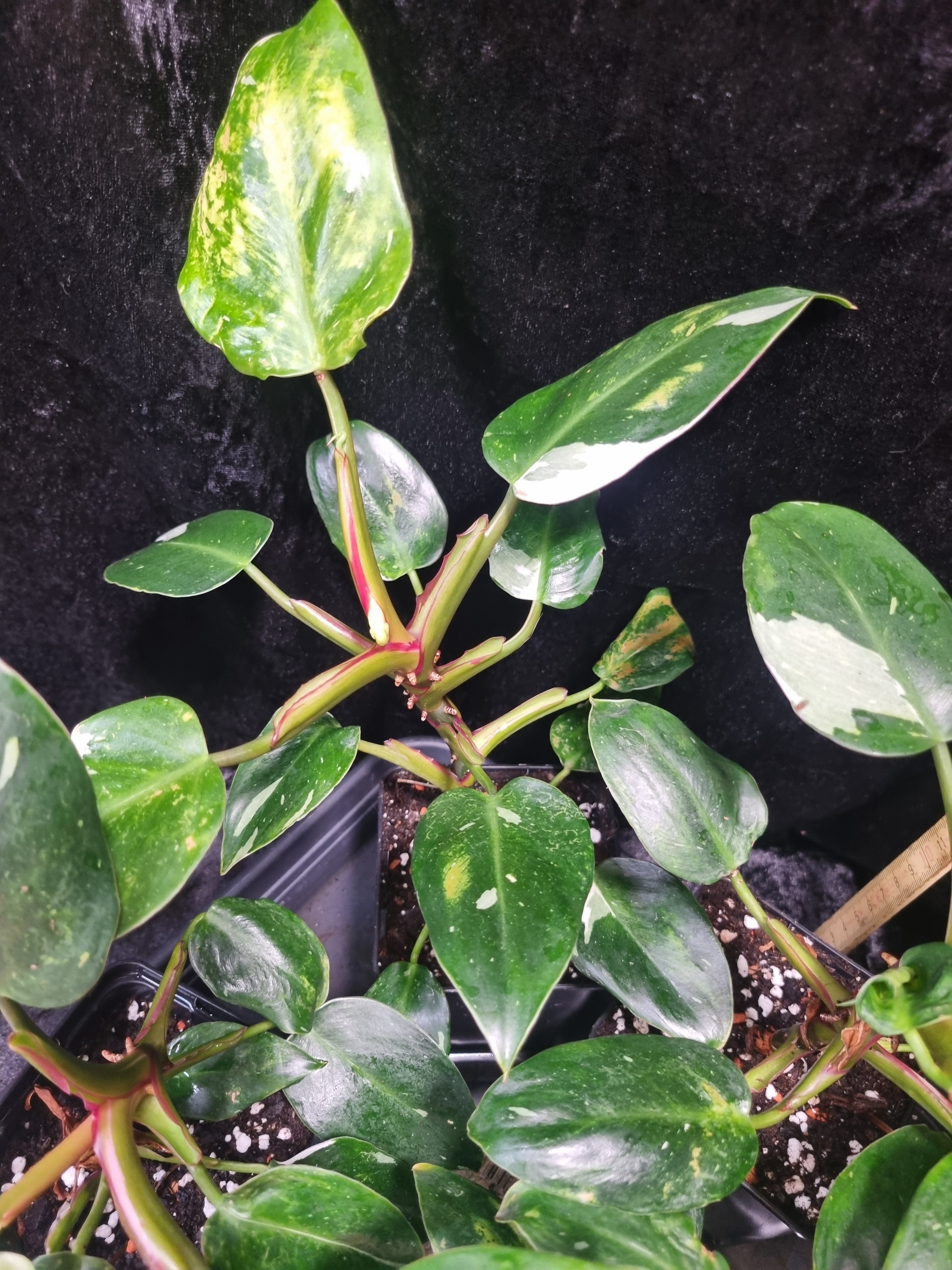 Philodendron White Princess