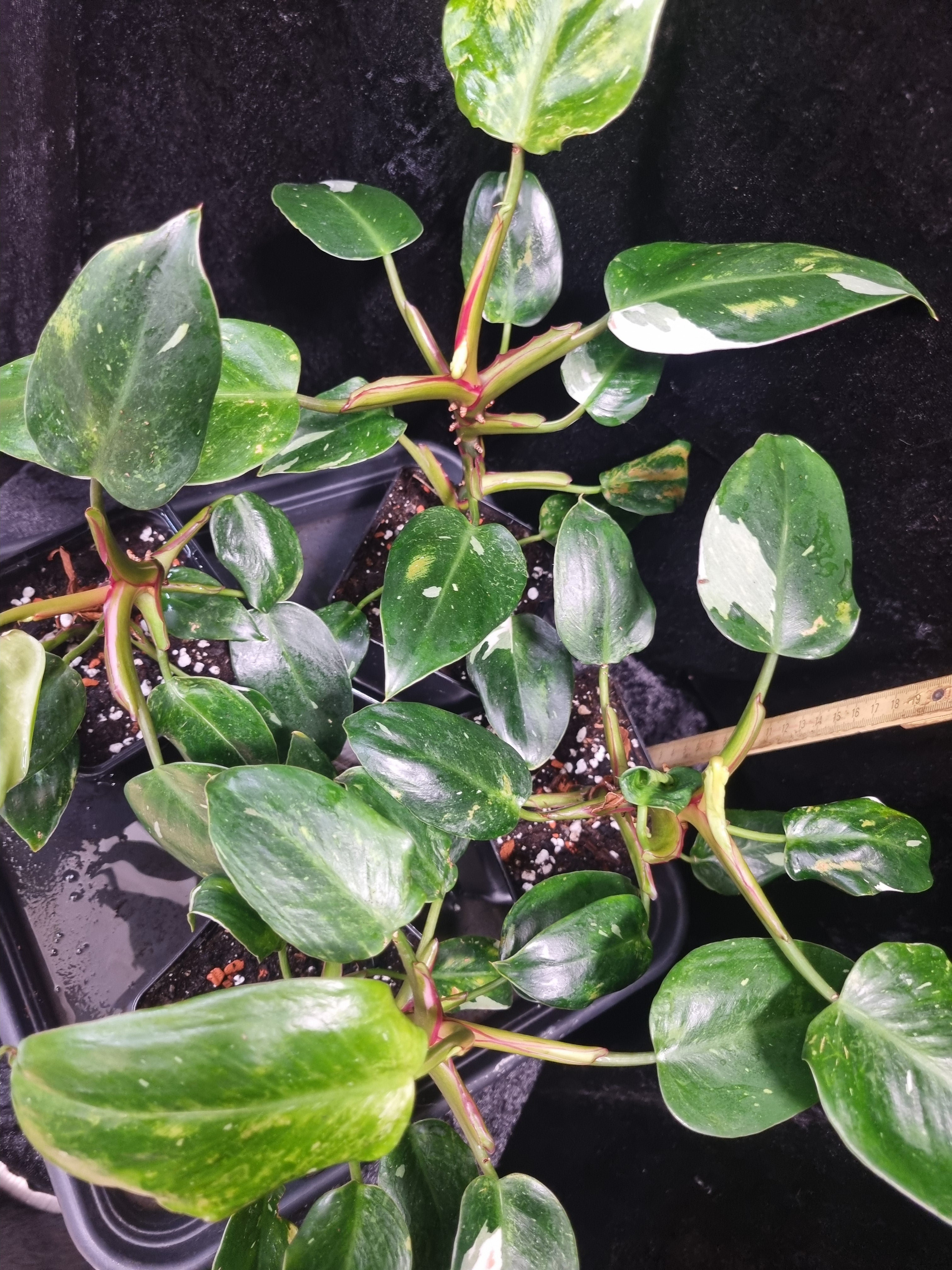 Philodendron White Princess