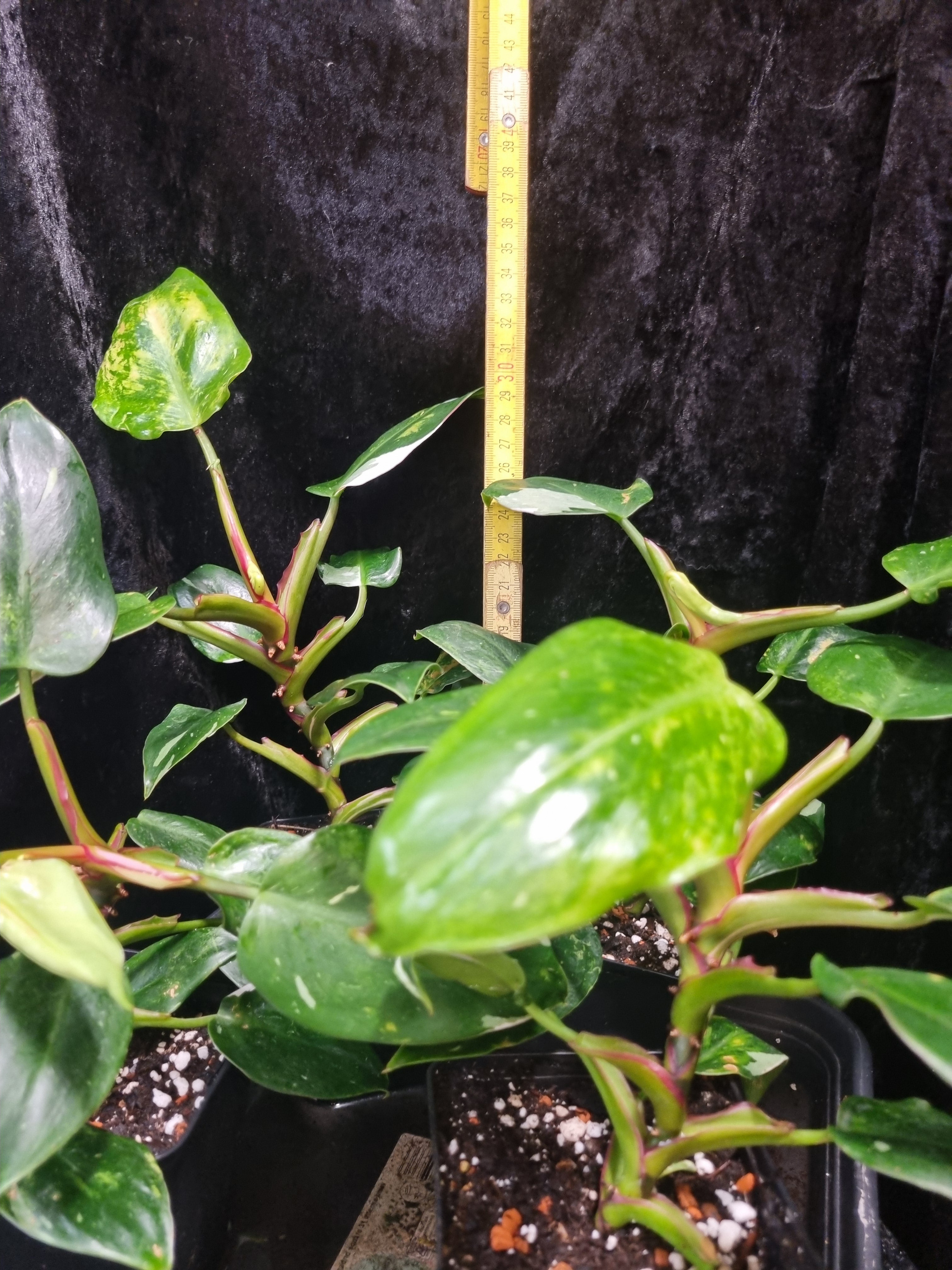 Philodendron White Princess
