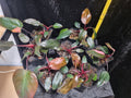 Philodendron Pink Princess Jungpflanze