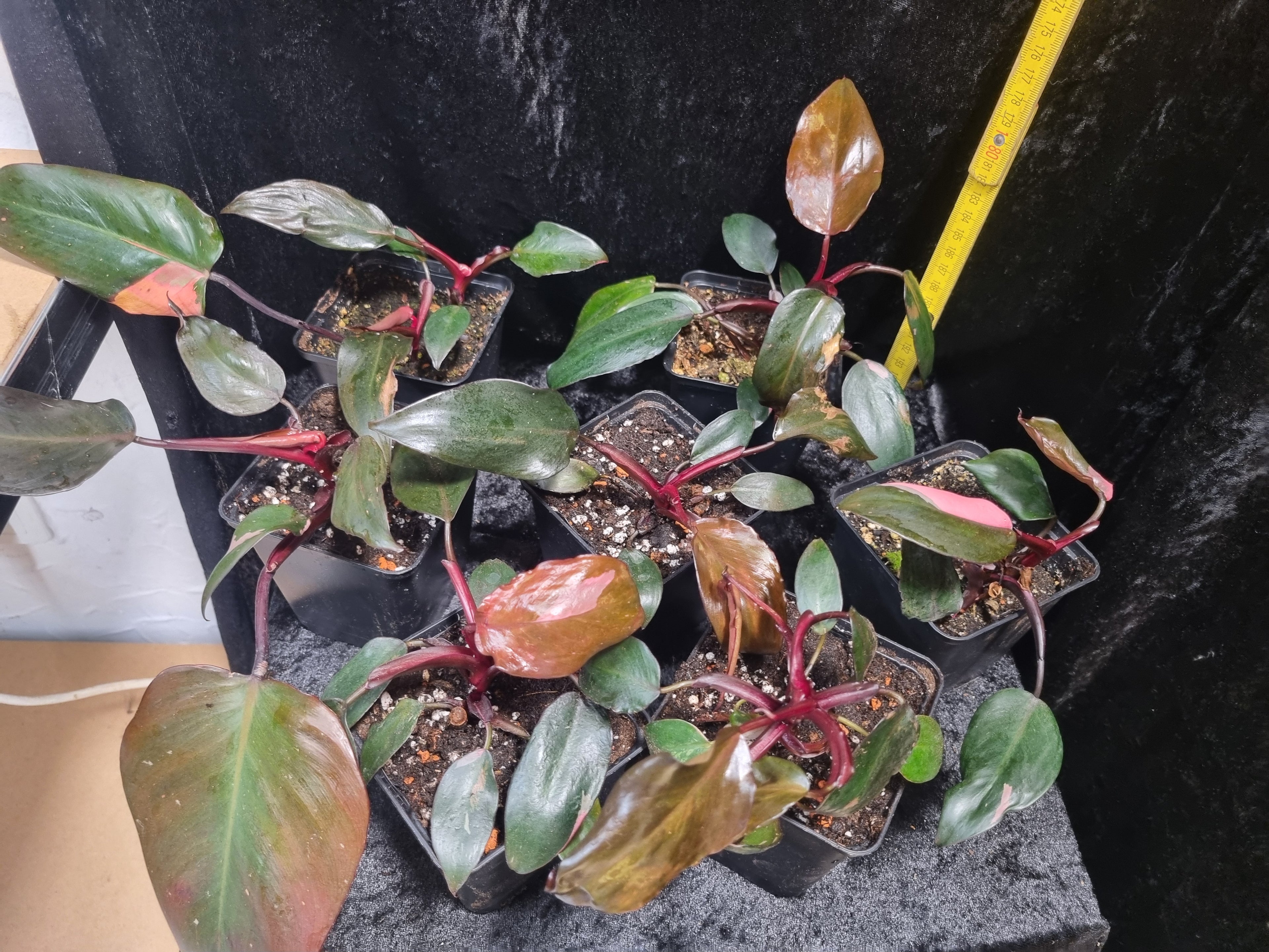 Philodendron Pink Princess Jungpflanze