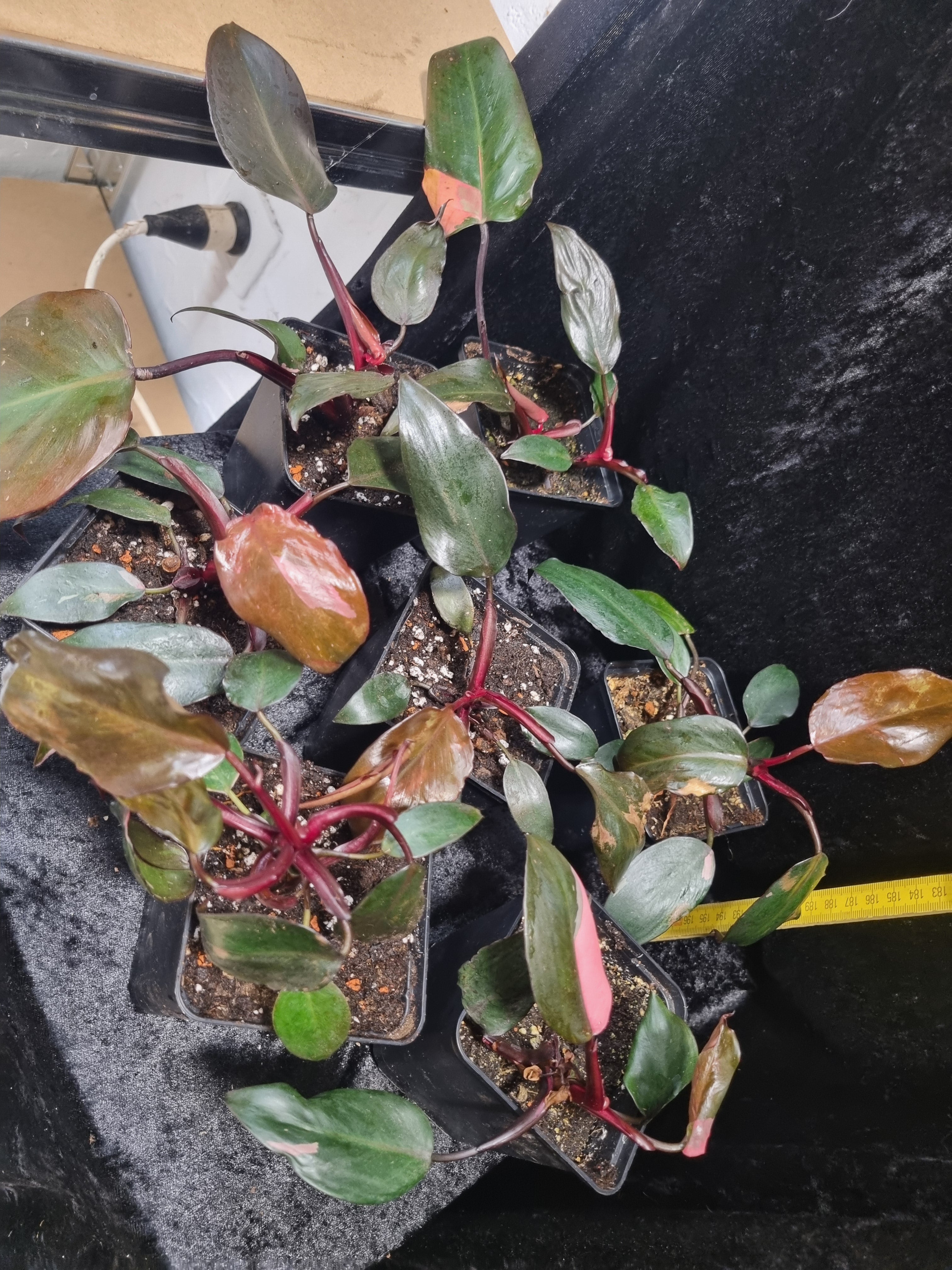Philodendron Pink Princess Jungpflanze