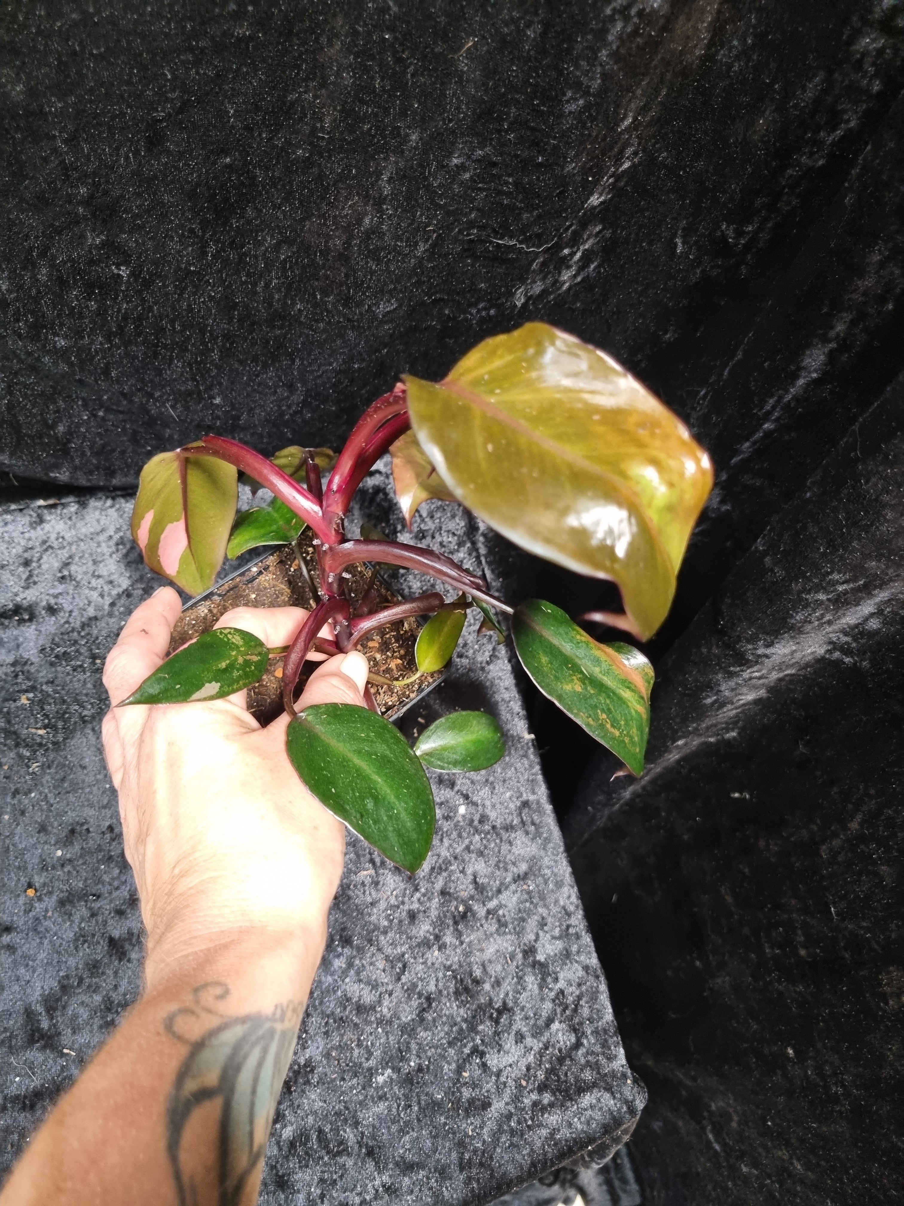 Philodendron Pink Princess Big Plant