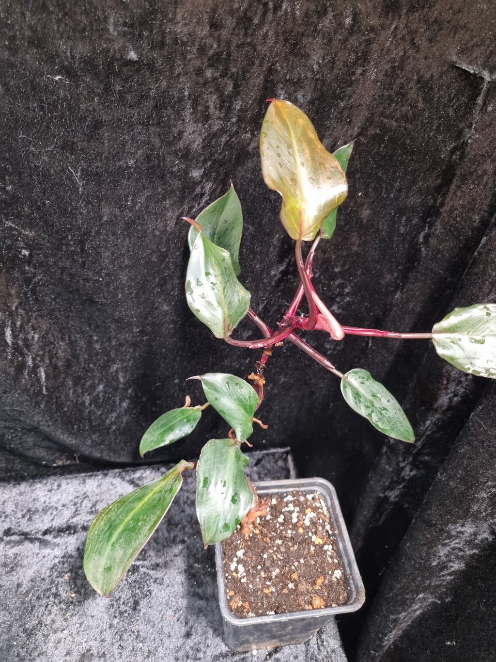 Philodendron Pink Princess Big Plant