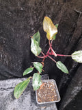 Philodendron Pink Princess Big Plant