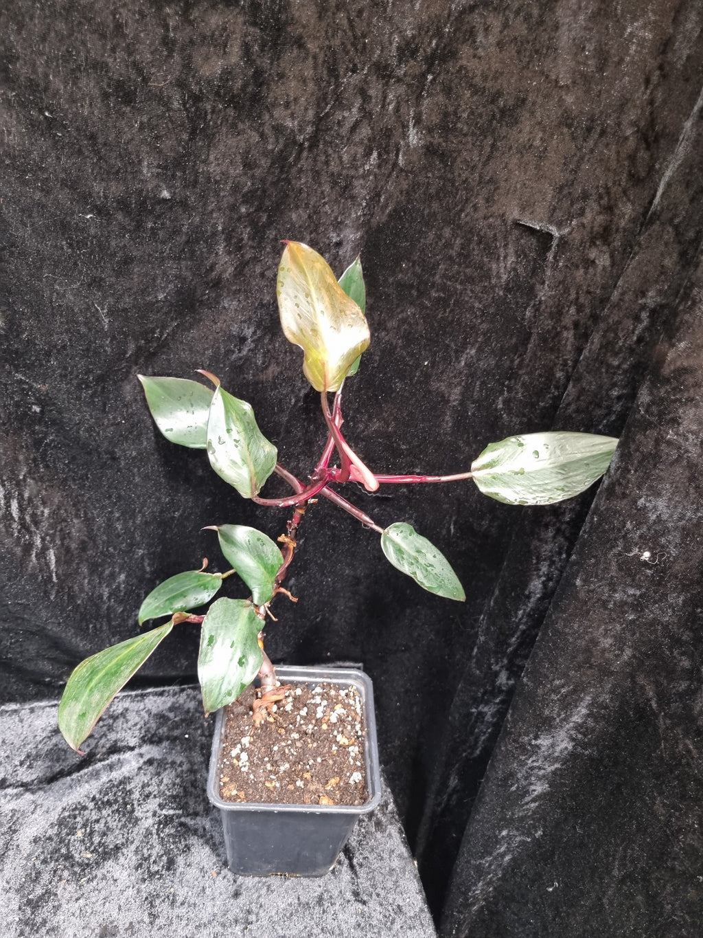 Philodendron Pink Princess Big Plant
