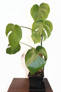 Monstera Deliciosa mit Moosstab