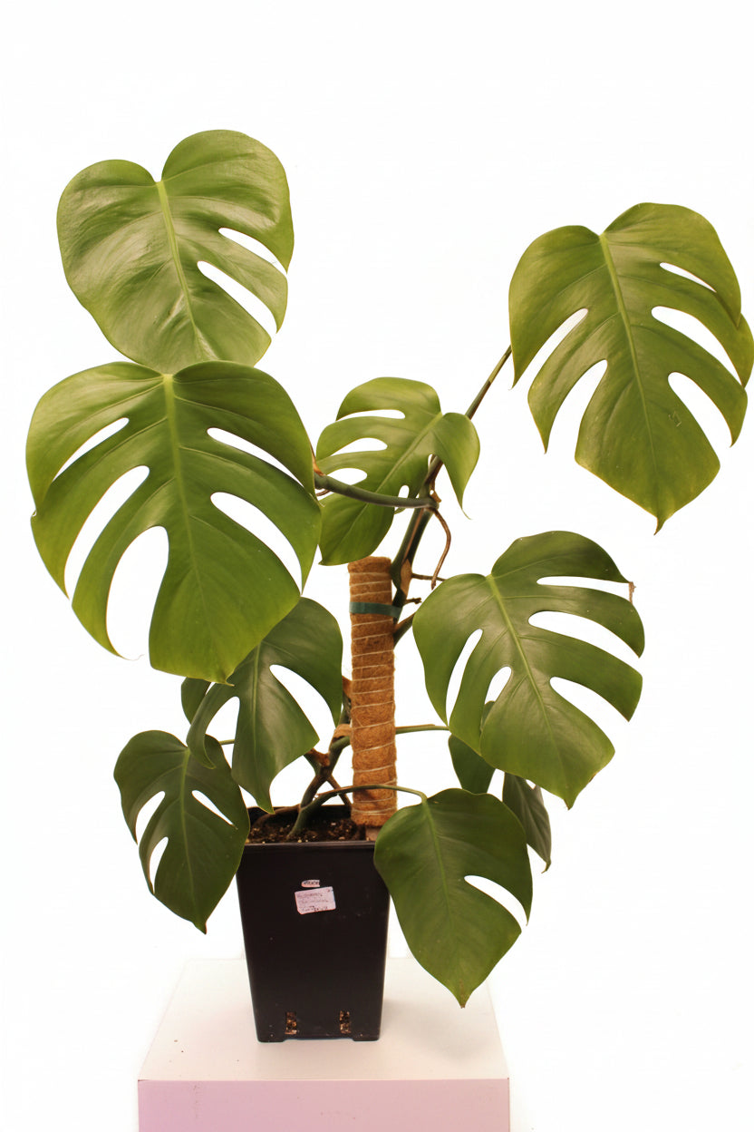 Monstera Deliciosa Big Plant