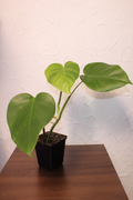 Monstera Produktbild