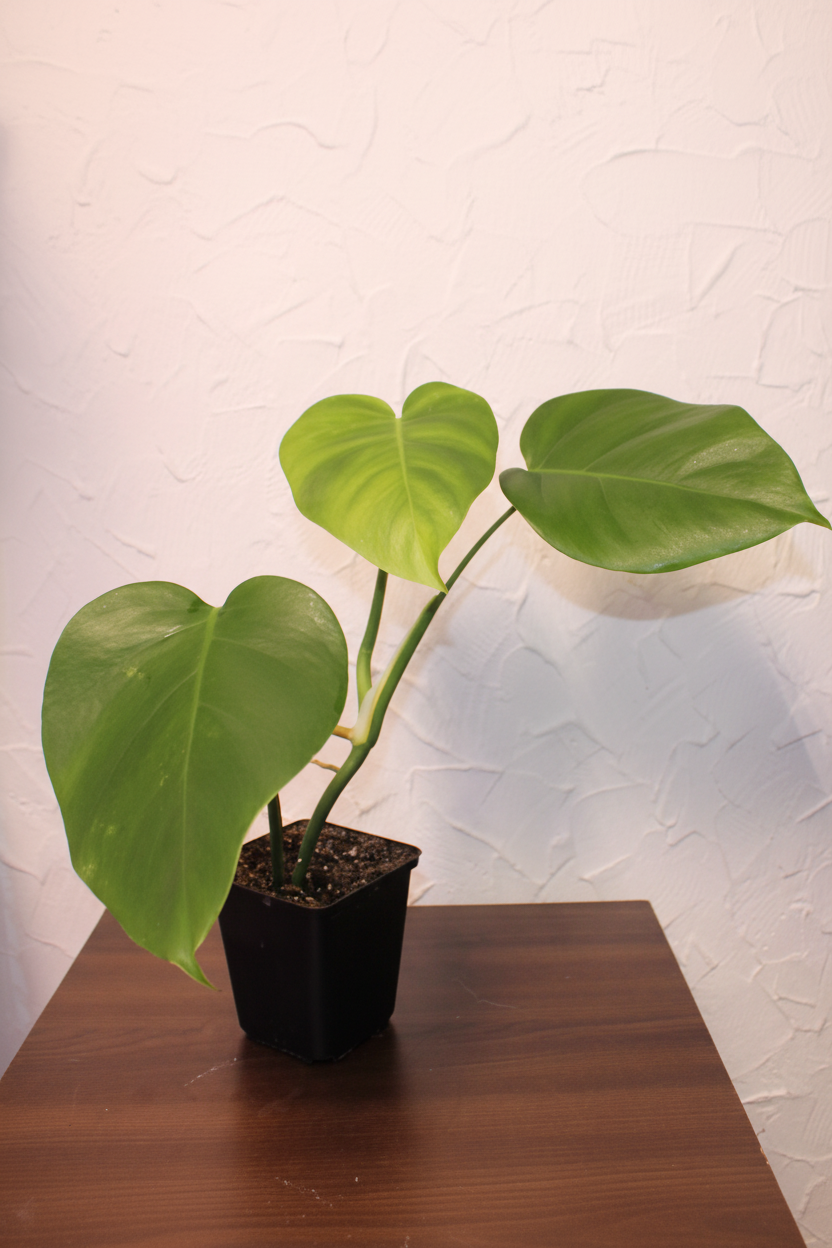 Monstera Produktbild
