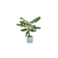 Bananenpalme (Musa)  Combi deal - inklusiv Ocean Round atlantisch blauw Ø22 - 110 cm