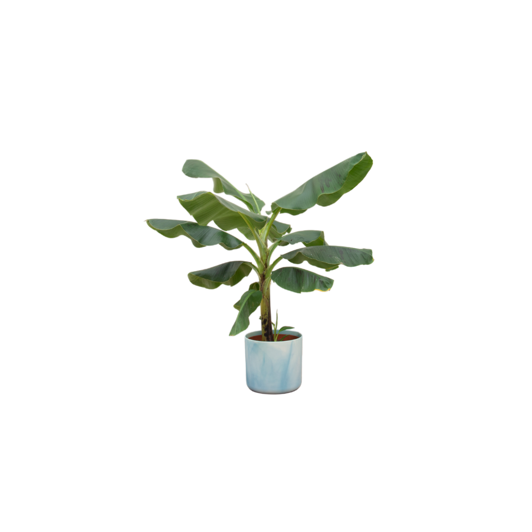 Bananenpalme (Musa)  Combi deal - inklusiv Ocean Round atlantisch blauw Ø22 - 110 cm