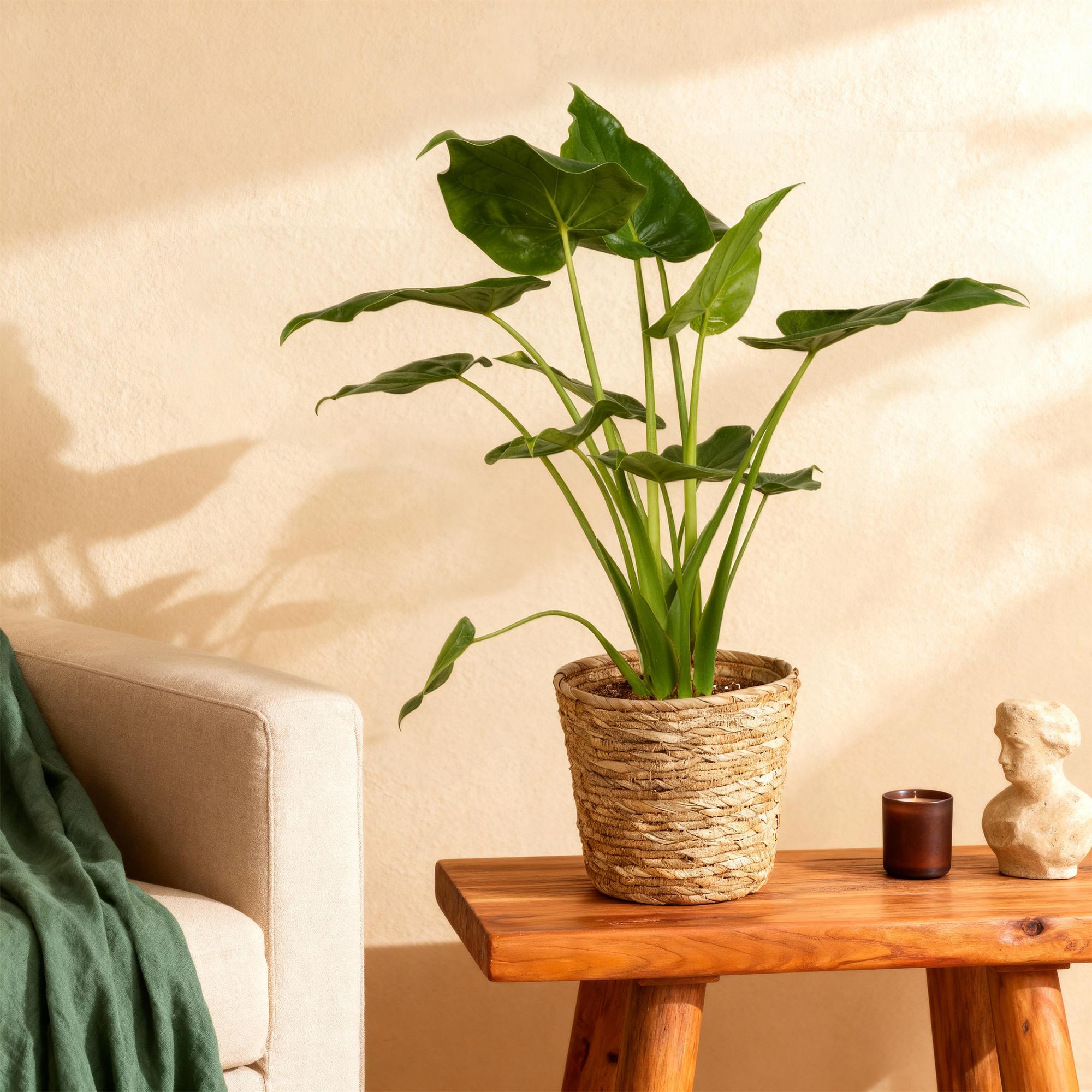 Alocasia Cucullata - Buddhas Hand