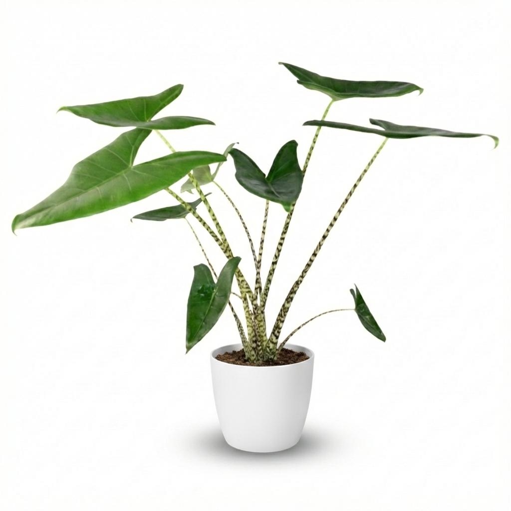 Alocasia Zebrina - Elefantenohr -