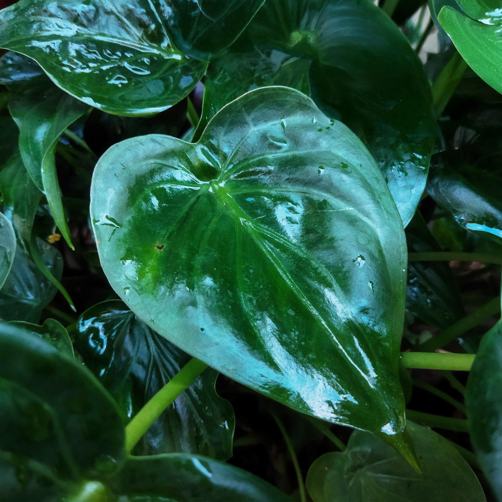 Alocasia Cucullata - Buddhas Hand
