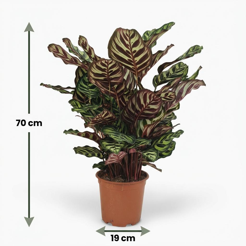 Calathea Makoyana -  Pfauen-Korbmarante