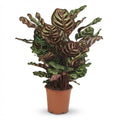Calathea Makoyana -  Pfauen-Korbmarante