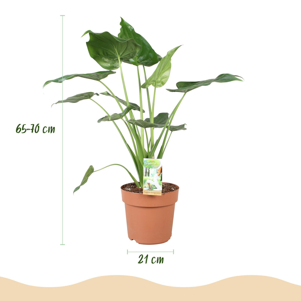 Alocasia Cucullata - Buddhas Hand