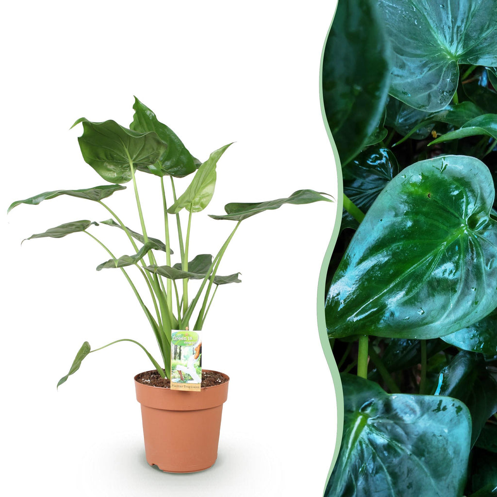 Alocasia Cucullata - Buddhas Hand