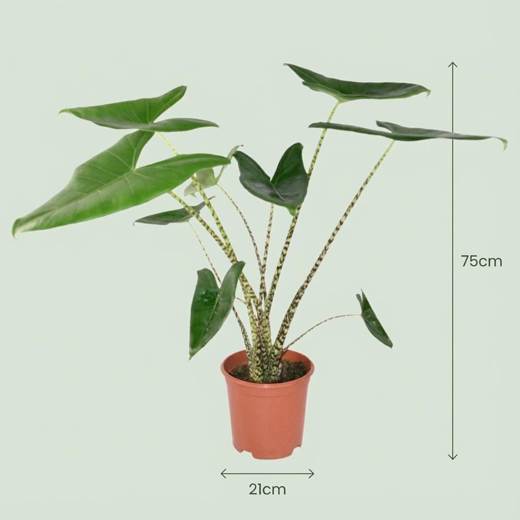 Alocasia Zebrina - Elefantenohr -