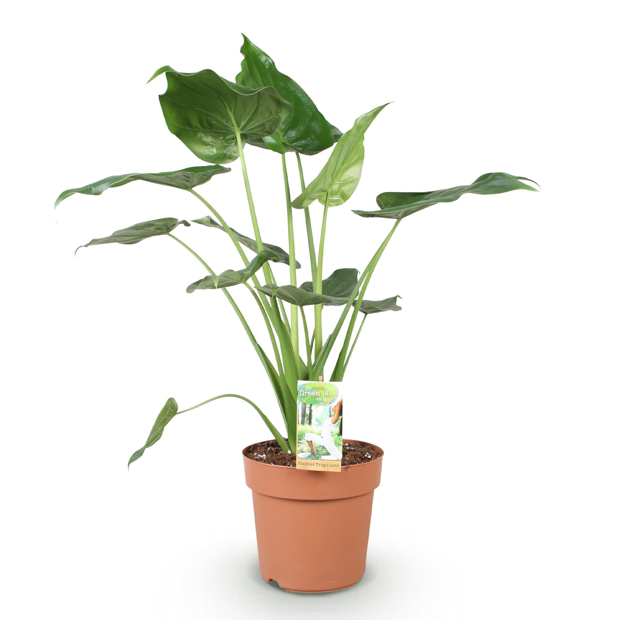 Alocasia Cucullata - Buddhas Hand