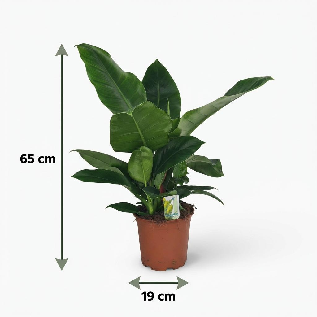Philodendron Imperial Green